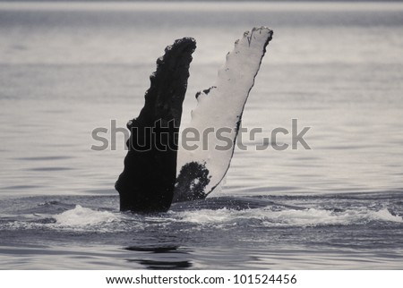 Humpback whale (Megaptera novaeangliae) flippers (pectoral fins) are 1/3 of the whales body length. Frederick Sound, Southeast Alaska where the whales come to feed on krill and herring in summer.
