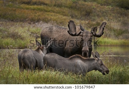 A young Bull Moose (Alces alces) and twin calves share a kettle hole pond in the west of Grassy Pass area of Denali National Park, Alaska.