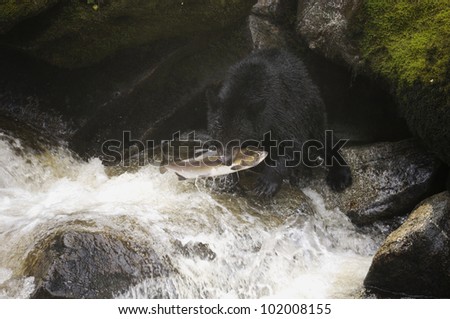 A Humpback salmon run up Anan Creek is fishing opportunity for the Black Bear (Ursus americanus) in the area. Tongass National Forest, Southeast Alaska.