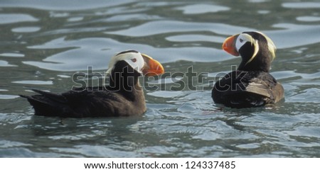 Tufted Puffin (Fratercula cirrhata) in breeding plumage are year round residents of Southeast Alaska and the North Pacific Ocean.