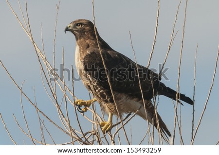 A Red-tailed Hawk (Buteo jamaicensis) perches in the top of a deciduous tree in order to scan for prey at the Sacramento National Wildlife Refuge in Central California.