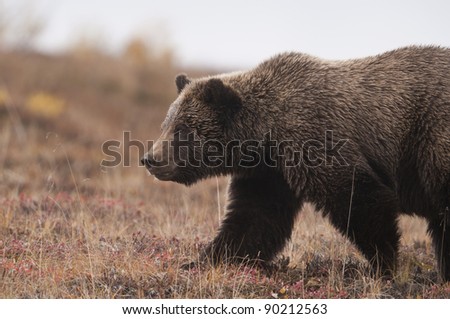 A Grizzly Bear (Ursus arctos) crosses the fall tundra, Denali National Park, Alaska.