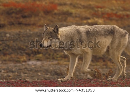 Grey Wolf (Canis lupus) can cover miles of tundra daily in search of prey. Denali National Park, Alaska.