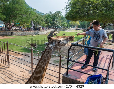 Chonburi, Thailand - Apr 15, 2015 Unidentified boy is feeding a giraffe at Khao Kheow Open Zoo, the biggest zoo in Thailand.