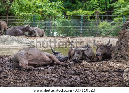 Bangkok, Thailand - Aug 16 , 2015: Group of buffalo at Safari World of Thailand, the best open zoo which private car can drive in.