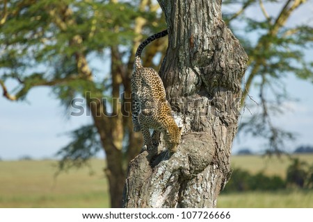 Leopard climbs down from a tree after sleeping, and jumps back into the long grass in the Serengeti, Tanzania.