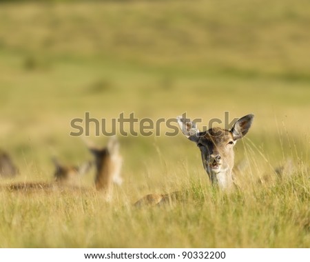 Fallow deer female laying in the grass in the late afternoon sunlight.