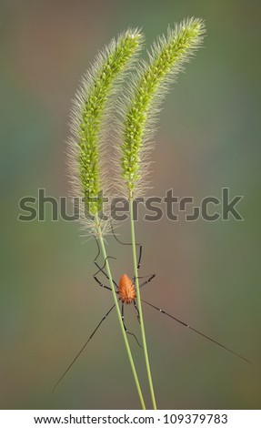 A daddy long leg spider is climbing down two stalks of foxtail grass.