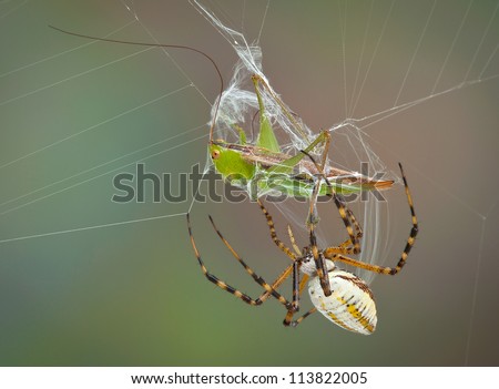 A female banded argiope spider is wrapping up a hopper caught in her web.
