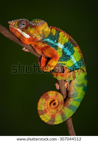 A panther chameleon is resting at night and is displaying rich colors that he normally would not display during the day.