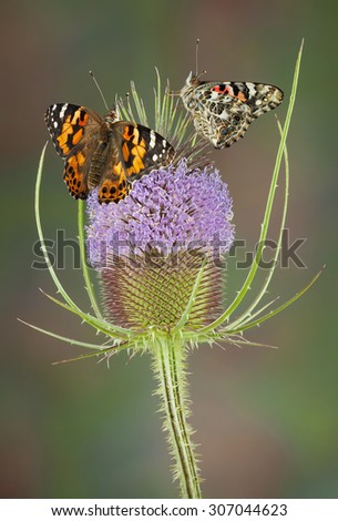 Two painted lady butterflies are sitting on teasel.  One is seen from the side with closed wings and one from the back with open wings.