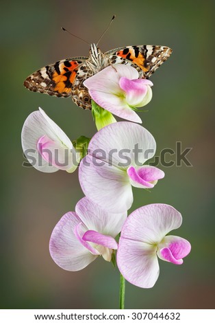 A painted lady butterfly is perched on a sweet pea plant and is looking at the camera.