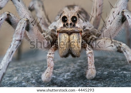A male wolf spider is crawling on a rock.