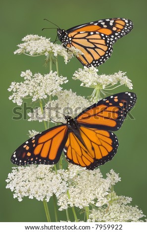 Two monarchs are perched on queen anns lace. The lower monarch is a male which is indicated by the two black spots on the lower wings.