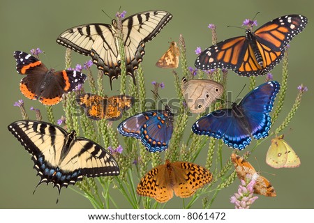 A group of butterflies are on a plant. Swallowtails; painted lady; pearly crescentspot; long dash skipper; aphrodite fritillary; red-spotted purples; little wood satyrs; monarch; pink edged sulfur