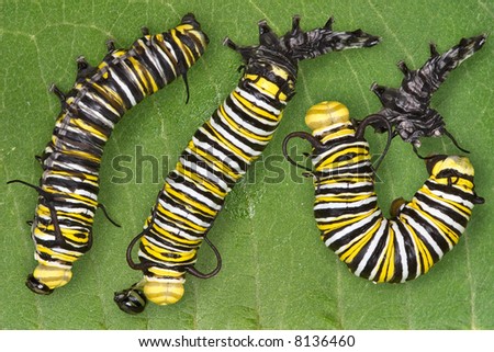 Three views are put together of a monarch caterpillar shedding it\'s skin. After shedding, it eats it\'s shed skin.