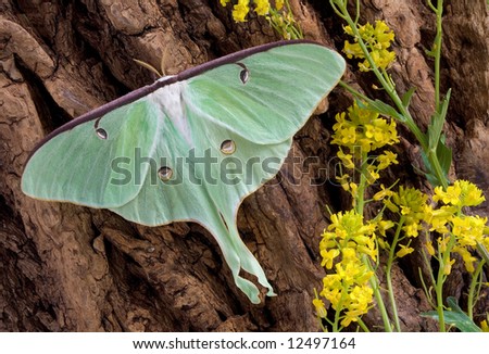A Luna moth is perched on the side of a tree.