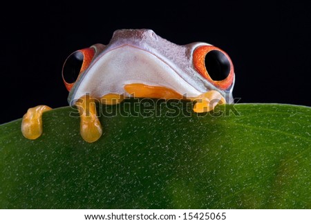 A baby red-eyed tree frog is peeking over the edge of a leaf.