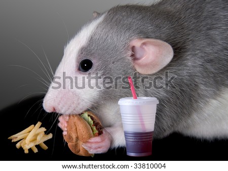 A baby dumbo rat is eating a fast food meal.