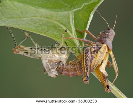 A grasshopper is emerging out of it\'s shed skin.