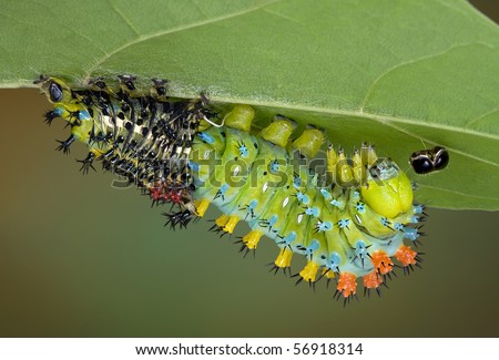 A cecropia caterpillar is shedding it\'s skin and it rubbed off it\'s old face plate and it is stuck to the leaf.