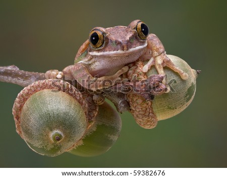 A big-eyed tree frog is sitting on some acorns from an Oak tree.