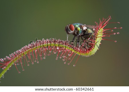 A blow fly is trapped on a carnivorous sundew plant and is being eaten alive. I removed him and washed him off and he flew away.