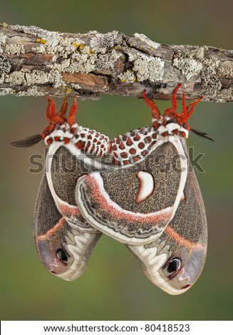 Two cecropia moths are mating while hanging from a branch. They can stay together for over 12 hours.