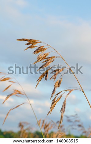 Dry brown grass on Ontario field on blue sky background