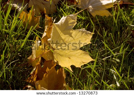Picture of Frost Leaves on the grass