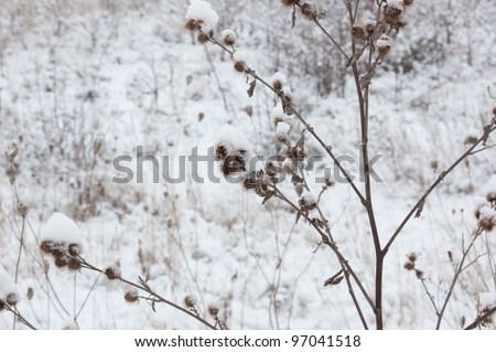 Dry blade of Arctium lappa on dark snow background
