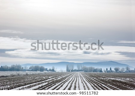 Snow field with dry grass blades on hill background