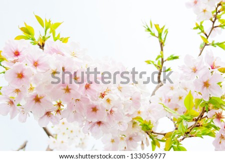 rare pink and white cherry blossoms in the springtime 9