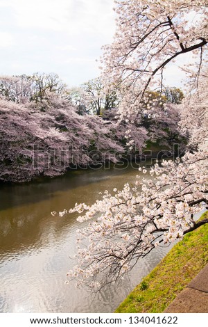 waterside cherry blossoms in the springtime 2