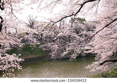 waterside cherry blossoms in the springtime 31