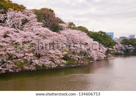 waterside cherry blossoms in the springtime 41