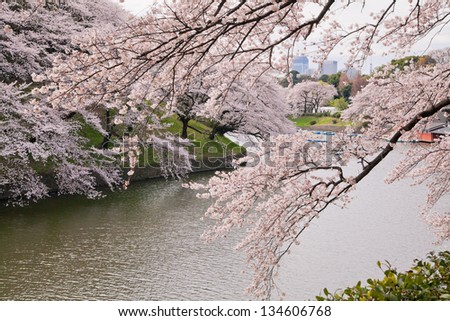 waterside cherry blossoms in the springtime 47