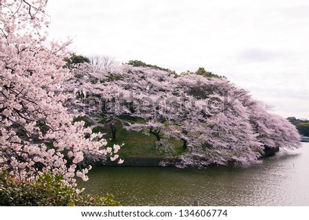 waterside cherry blossoms in the springtime 45