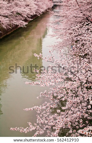 riverside cherry blossoms in the springtime