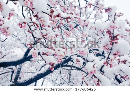 Japanese cherry blossoms in the snow