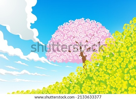 Cherry blossom tree on the bank of yellow mustard field