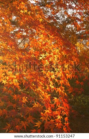 shining maple leaves 10