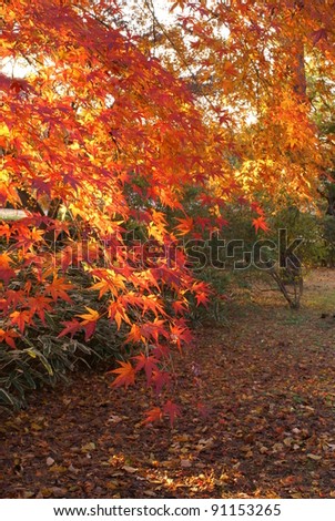 shining maple leaves 1