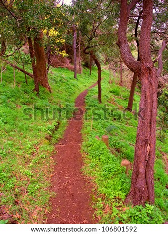 Narrow hiking trail through the dense plant growth at Tower Hill State Game Reserve in Victoria, Australia