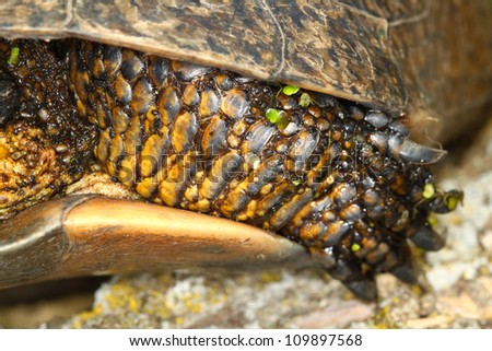 Protective scales cover the leg of a Blandings Turtle (Emydoidea blandingii)