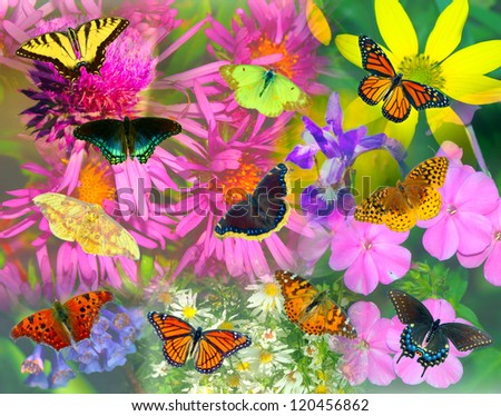 Collage of North American butterflies and flowers