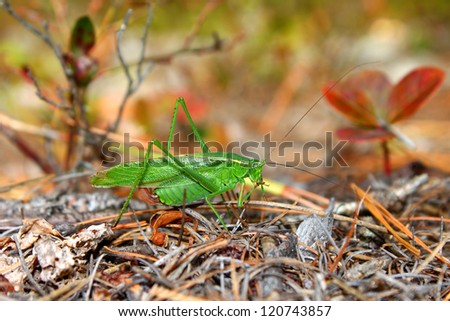 Fork-tailed Bush Katydid (Scudderia furcata) in the Northern Highland American Legion State Forest of Wisconsin