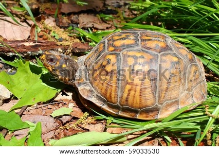 Box Turtle (Terrapene carolina) at Monte Sano State Park - Alabama