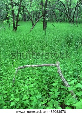Vegetation covers the forest floor at Blackhawk Springs Forest Preserve in Illinois