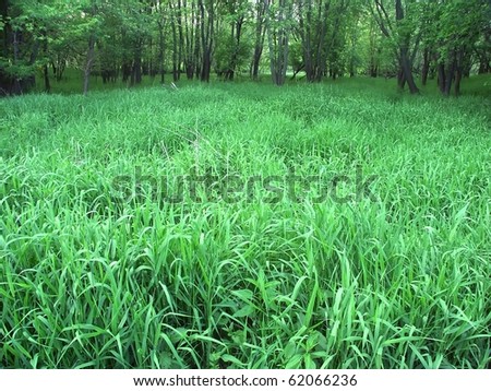 Forest floor at Blackhawk Springs Forest Preserve in Illinois